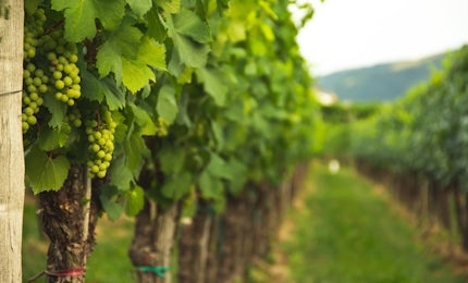 Wine